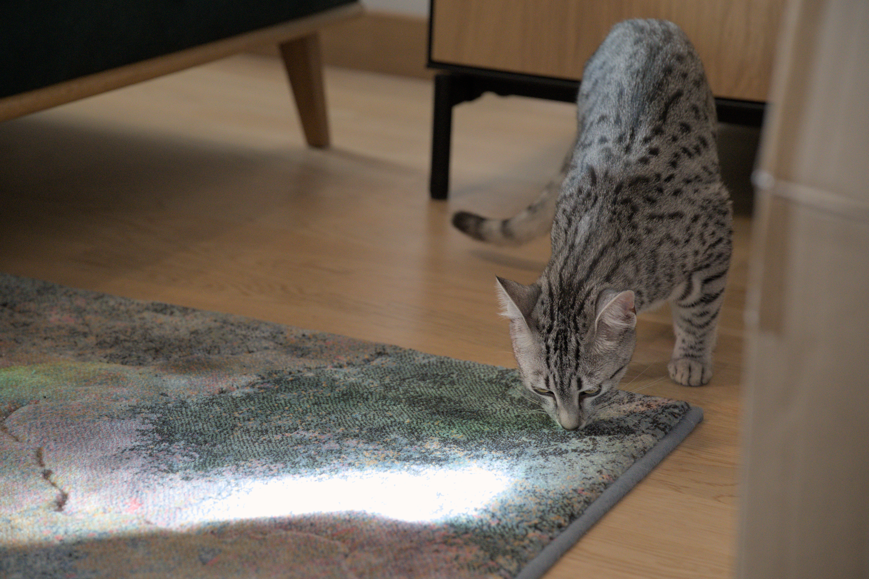 2025/10/12 - cats/DSC_0045.jpg